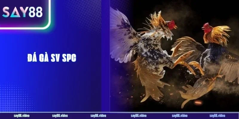 Đá Gà SV SPC: Trường Gà #1 Chính Thức Có Mặt Tại Say88