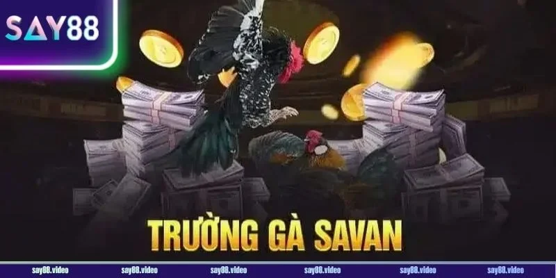 Trường đá gà Savan được các sư kê lão làng mệnh danh là thiên đường giải trí hiện nay.