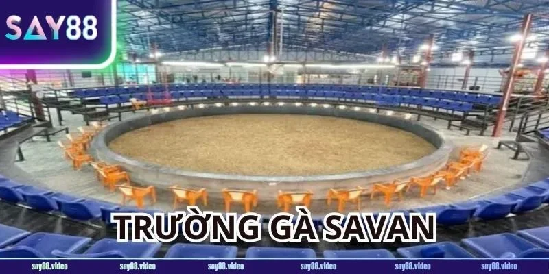 Tất cả các trận đấu tại trường đá gà Savan đều được tổ chức vô cùng chất lượng và chuyên nghiệp.