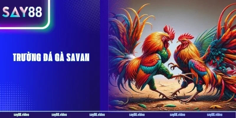 Trường Đá Gà Savan - Sảnh Đá Gà Siêu Kịch Tính Say88