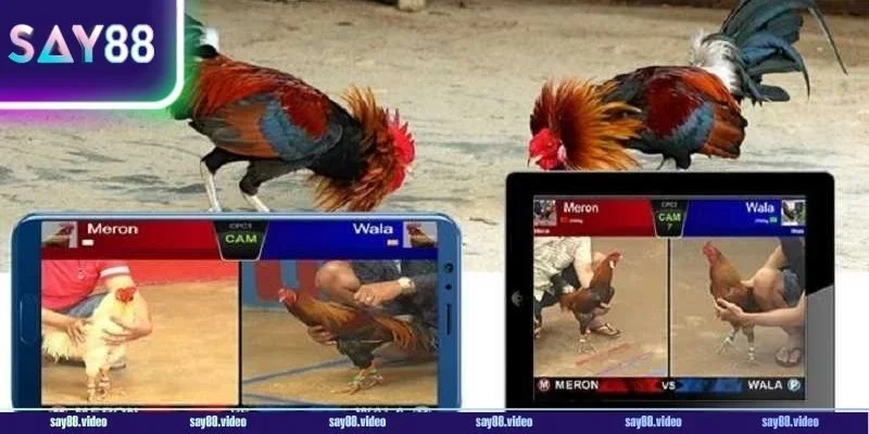 Xem đá gà tại sv SPC an toàn và miễn phí qua hướng dẫn nhanh.